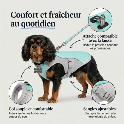 CoolPatte™ — La fraîcheur pour chaque balade.