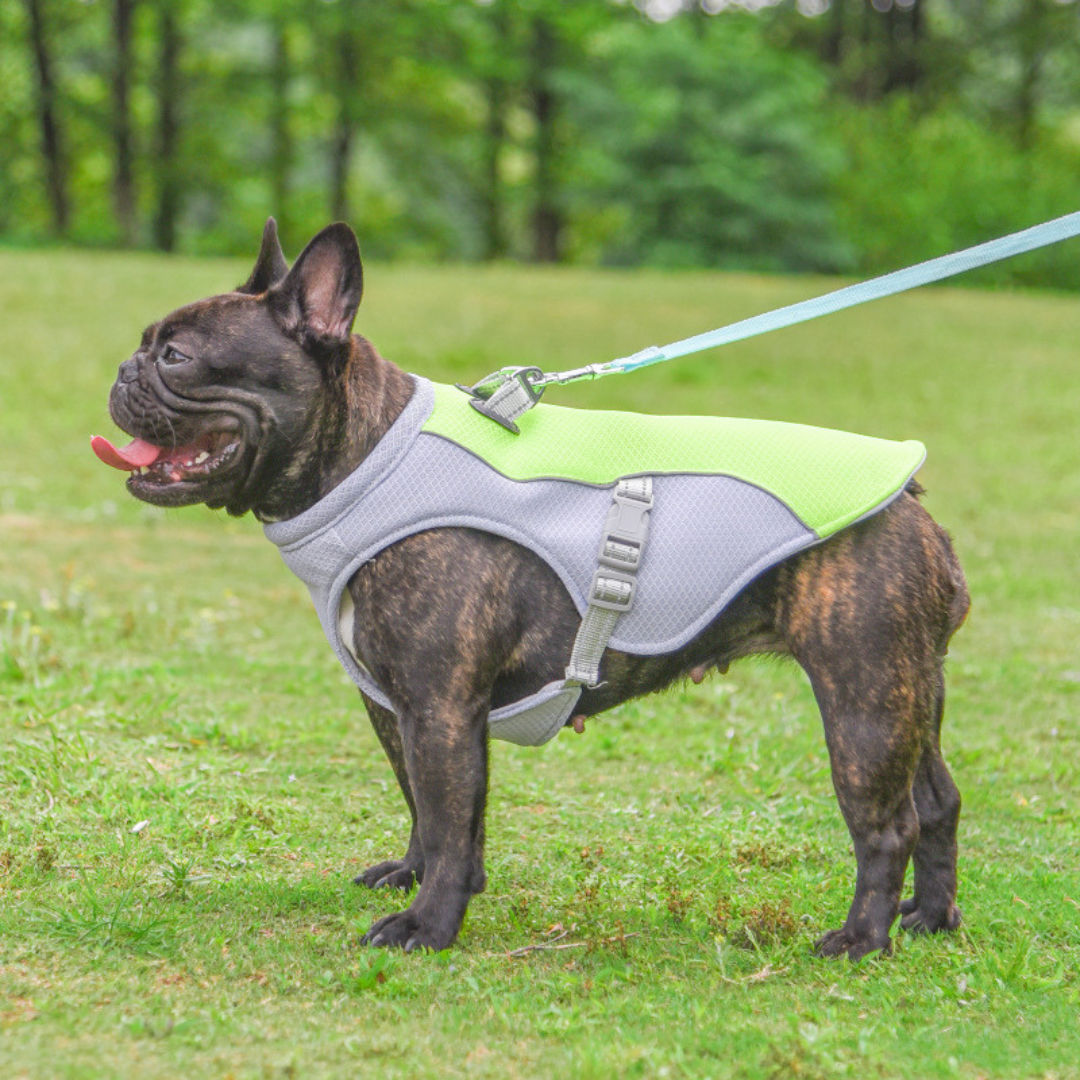 CoolPatte™ — La fraîcheur pour chaque balade.